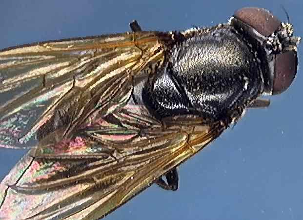 Cheilosia albitarsis